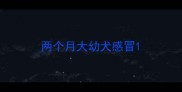 两个月大幼犬感冒