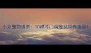 小众宠物清单10种冷门萌宠及饲养指南