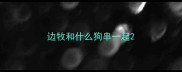 边牧和什么狗串一起