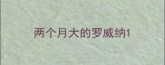 两个月大的罗威纳
