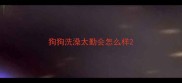 狗狗洗澡太勤会怎么样