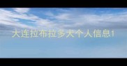 大连拉布拉多犬个人信息