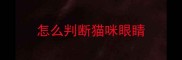 怎么判断猫咪眼睛
