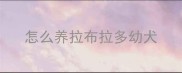 怎么养拉布拉多幼犬