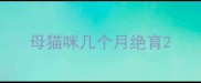 母猫咪几个月绝育