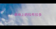 草地上的拉布拉多