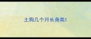 土狗几个月长身高