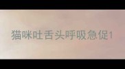 猫咪吐舌头呼吸急促