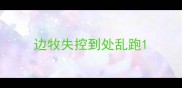 边牧失控到处乱跑