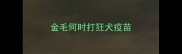 金毛何时打狂犬疫苗