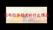 拉布拉多幼犬补什么情况