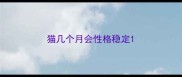 猫几个月会性格稳定