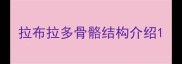 拉布拉多骨骼结构介绍