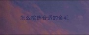 怎么挑选合适的金毛