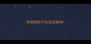 狗狗突然不吃饭没精神