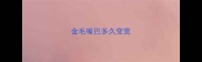 金毛嘴巴多久变宽