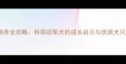 拉布拉多领养全攻略科菲冠军犬的成长启示与优质犬只挑选指南