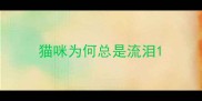 猫咪为何总是流泪