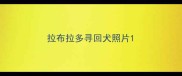 拉布拉多寻回犬照片