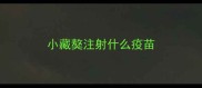 小藏獒注射什么疫苗
