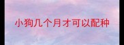 小狗几个月才可以配种