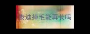 泰迪掉毛能再长吗