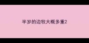半岁的边牧大概多重