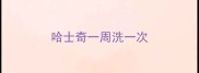 哈士奇一周洗一次