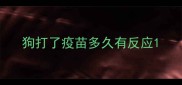 狗打了疫苗多久有反应