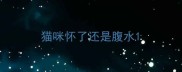 猫咪怀了还是腹水