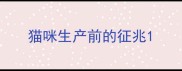 猫咪生产前的征兆