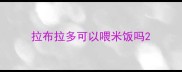 拉布拉多可以喂米饭吗