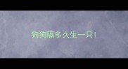 狗狗隔多久生一只