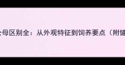 拉布拉多公母区别全从外观特征到饲养要点附健康指南