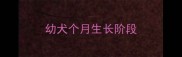 幼犬个月生长阶段