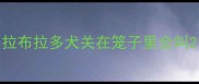 拉布拉多犬关在笼子里会叫