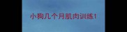 小狗几个月肌肉训练