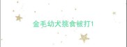 金毛幼犬挑食被打