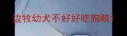 边牧幼犬不好好吃狗粮