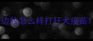 边牧怎么样打狂犬疫苗