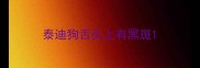 泰迪狗舌头上有黑斑