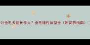 公金毛犬能长多大金毛雄性体型全附饲养指南