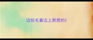 边牧毛囊边上黑黑的