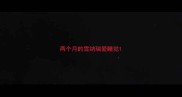 两个月的雪纳瑞爱睡觉