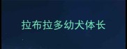 拉布拉多幼犬体长