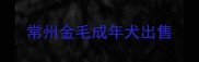 常州金毛成年犬出售
