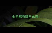 金毛都有哪些东西