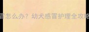 小狗疫苗期间感冒怎么办幼犬感冒护理全攻略及疫苗注意事项