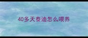 40多天泰迪怎么喂养