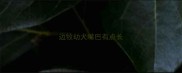 边牧幼犬嘴巴有点长